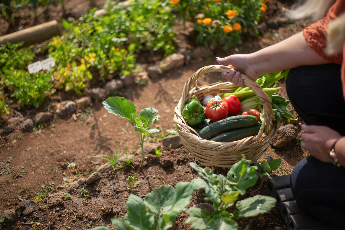 Companion Planting for Zones 9a–10a: Grow Smarter, Not Harder