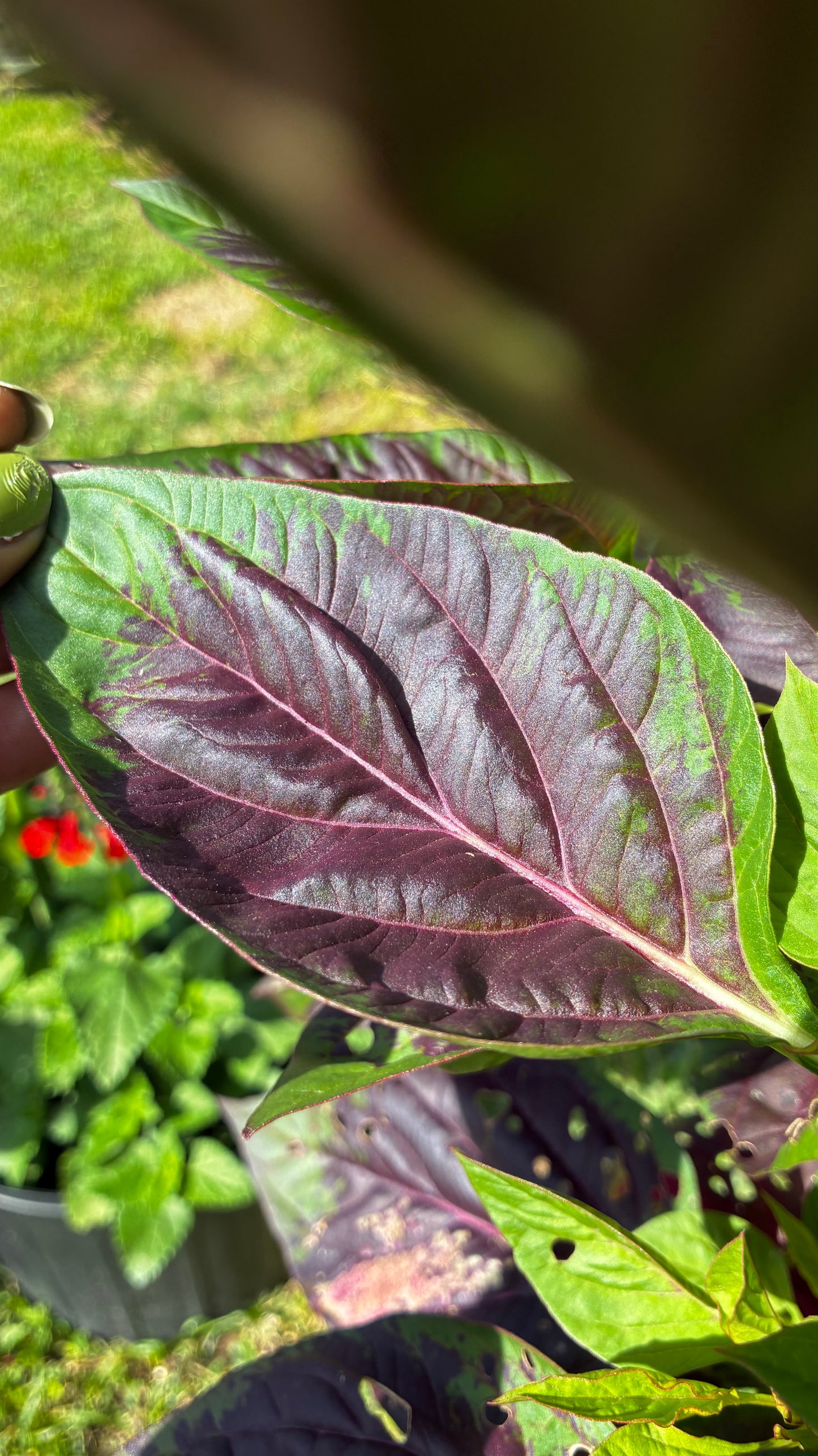 Lagos Spinach (Efo Shoko) Celosia argentea