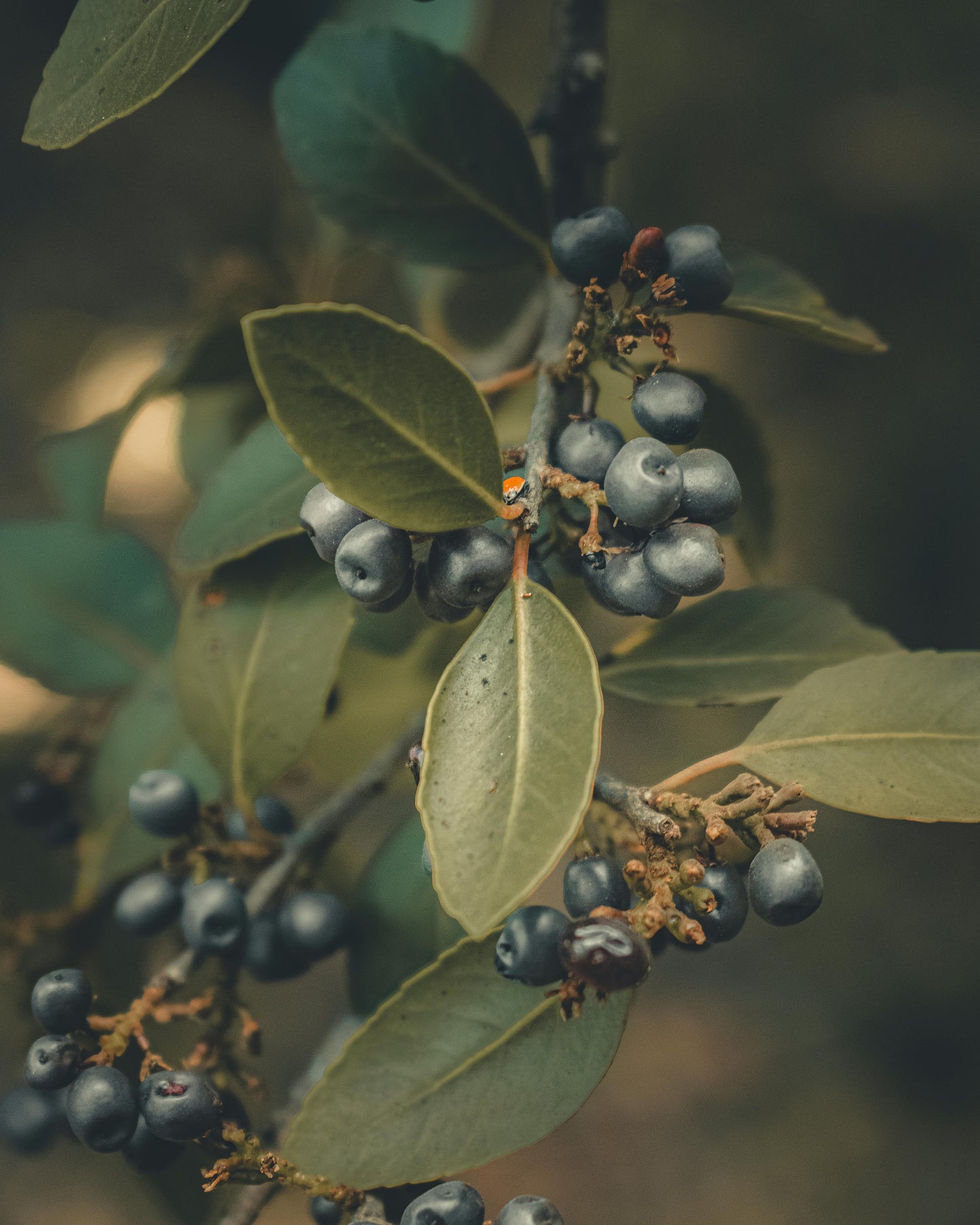 Premium Root & Bark Medicines | Cellular Rejuvenation