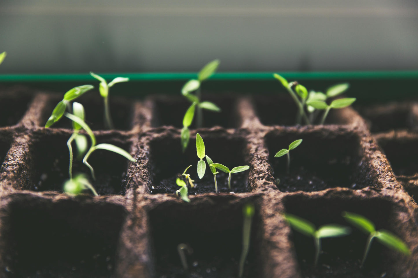 Seasonal Seed Starting Class