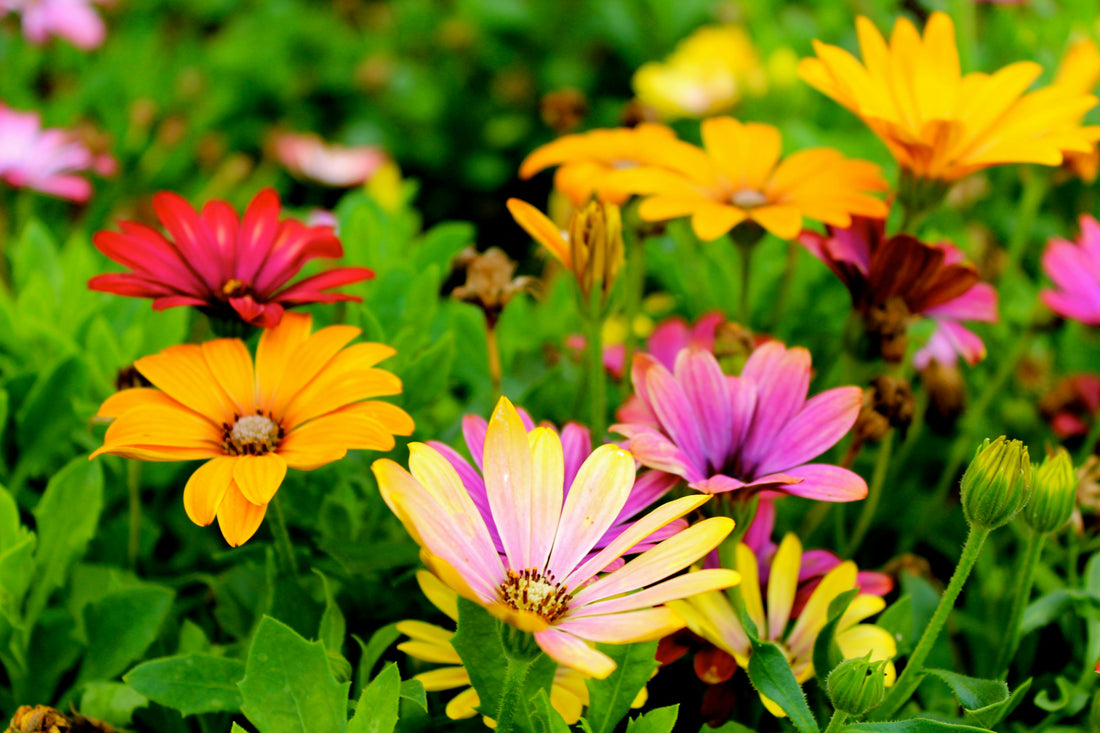 Holistic Living Practices: Simple Ways to Cultivate a Healthier, More Connected Life