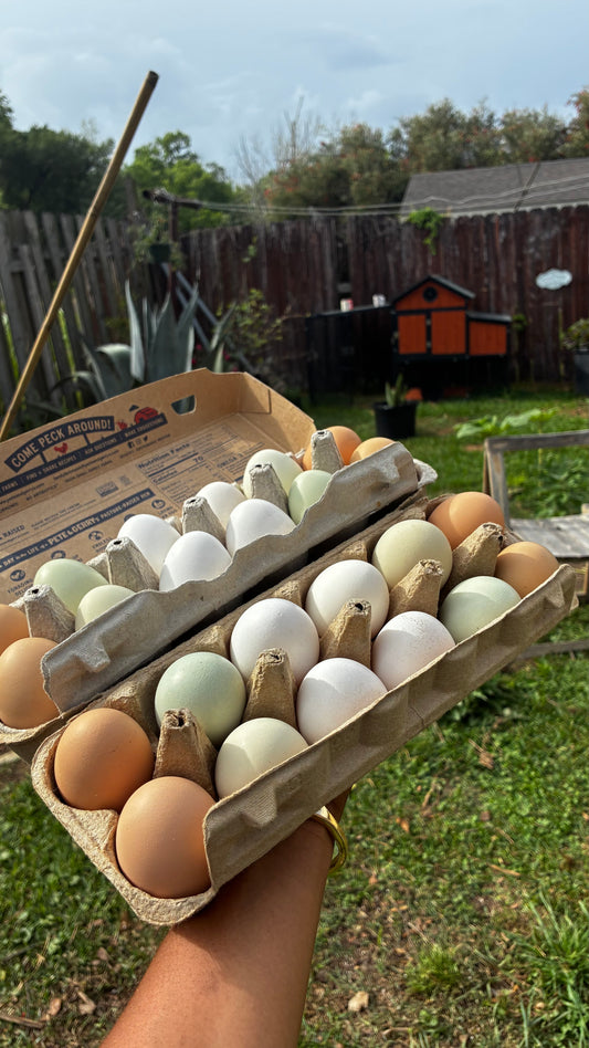 Fresh Yard Eggs | Free-Range Chickens