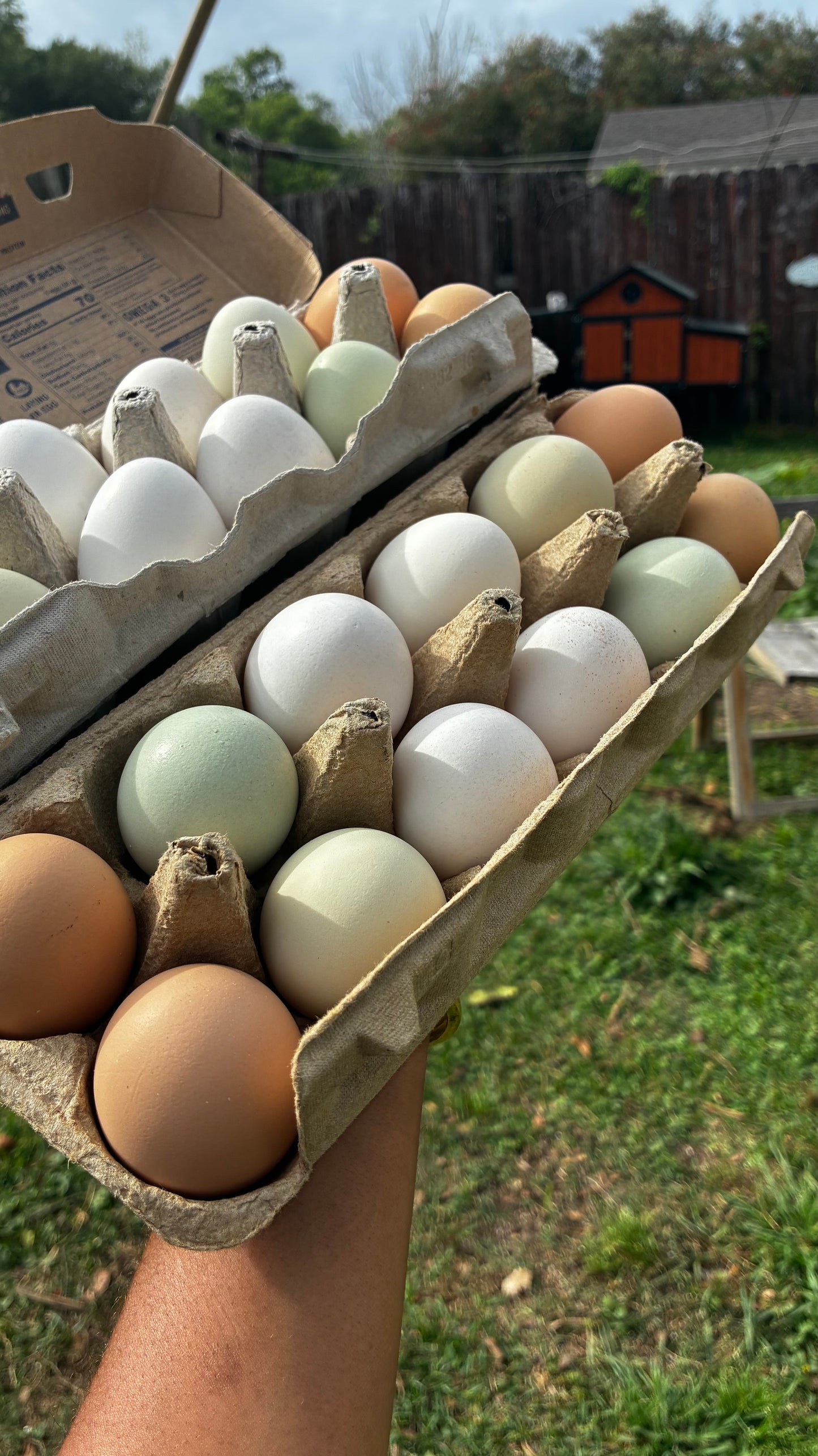 Fresh Yard Eggs | Free-Range Chickens