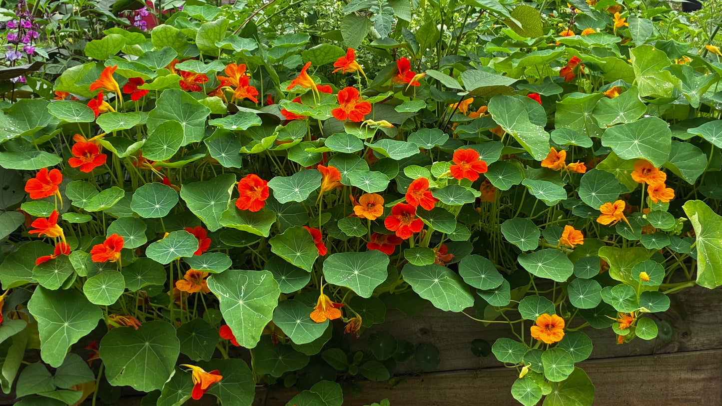Nasturtium