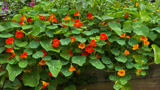 Nasturtium