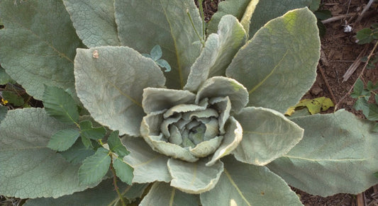 Mullein Tincture | Respiratory Support + Lung Cleanse