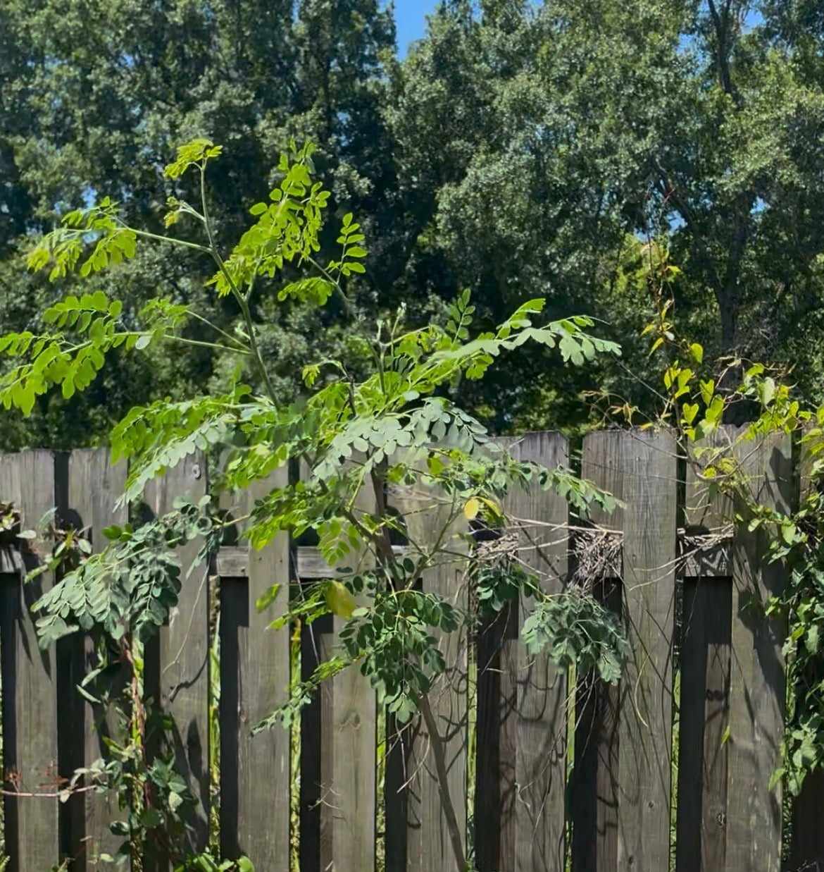 Moringa