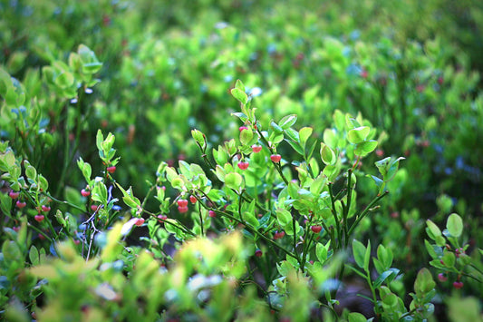 Blueberry Leaves | Nature’s Hidden Wellness Secret