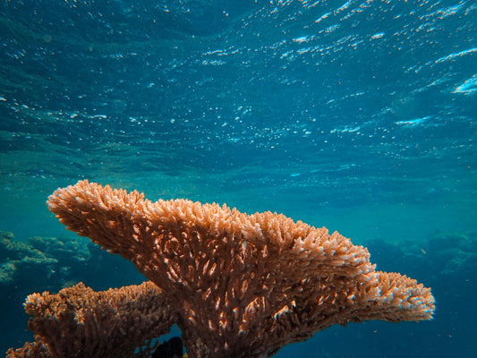 SeaMoss Gel – Nature’s Superfood in a Jar