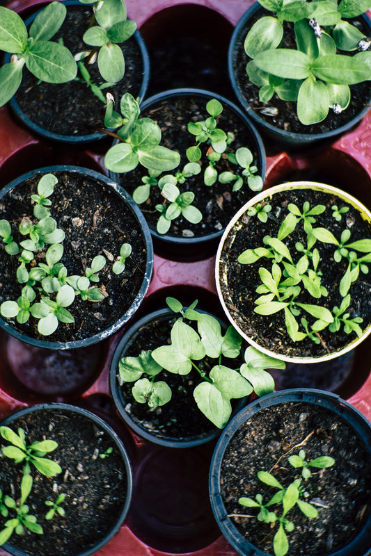 Seasonal Seed Starting Class