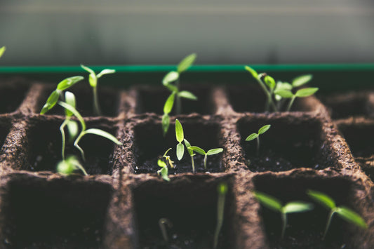 Seasonal Seed Starting Class