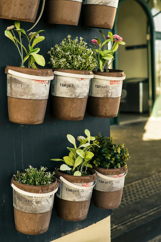 Organic Young Plants: Herbs