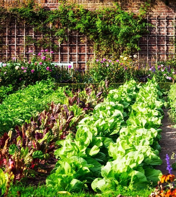 Garden Design & Planning Consultation